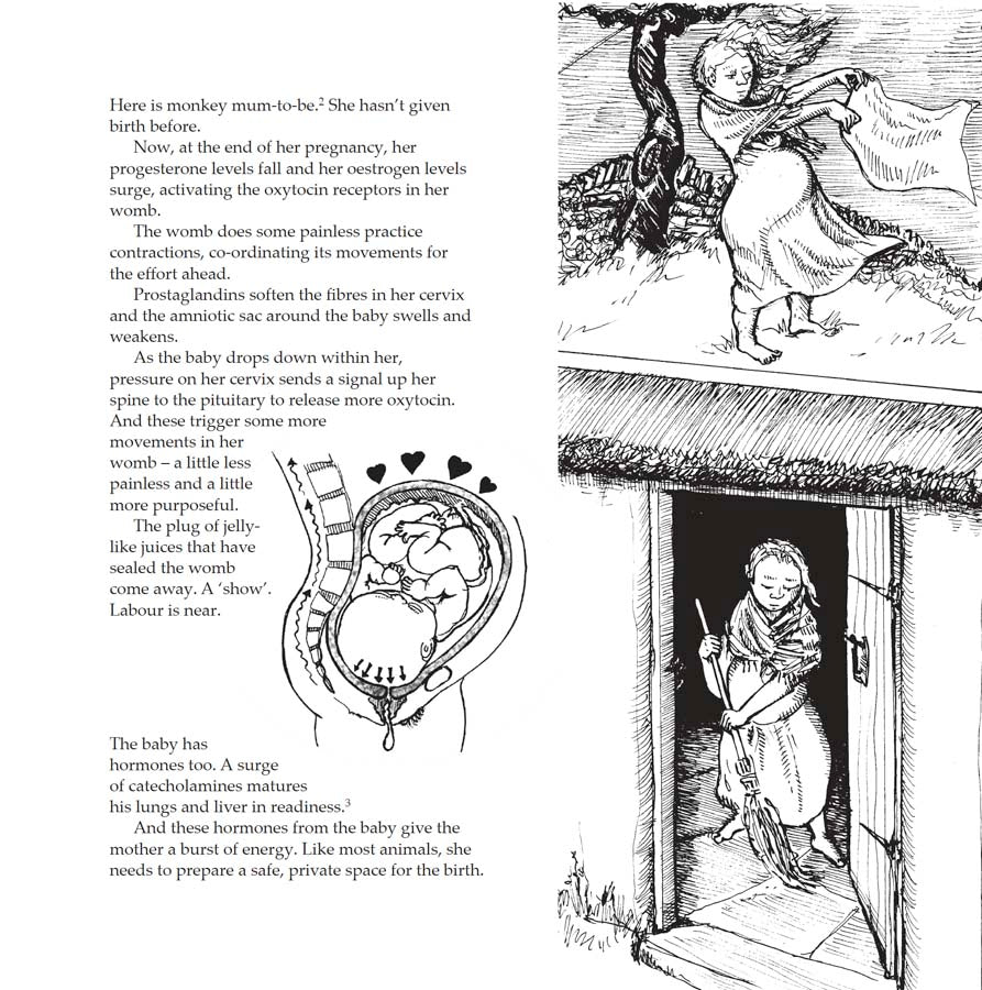 Bump: how to make, grow and birth a baby, book by Kate Evans, comic book character and text explaining the hormones and stages of physiological birth